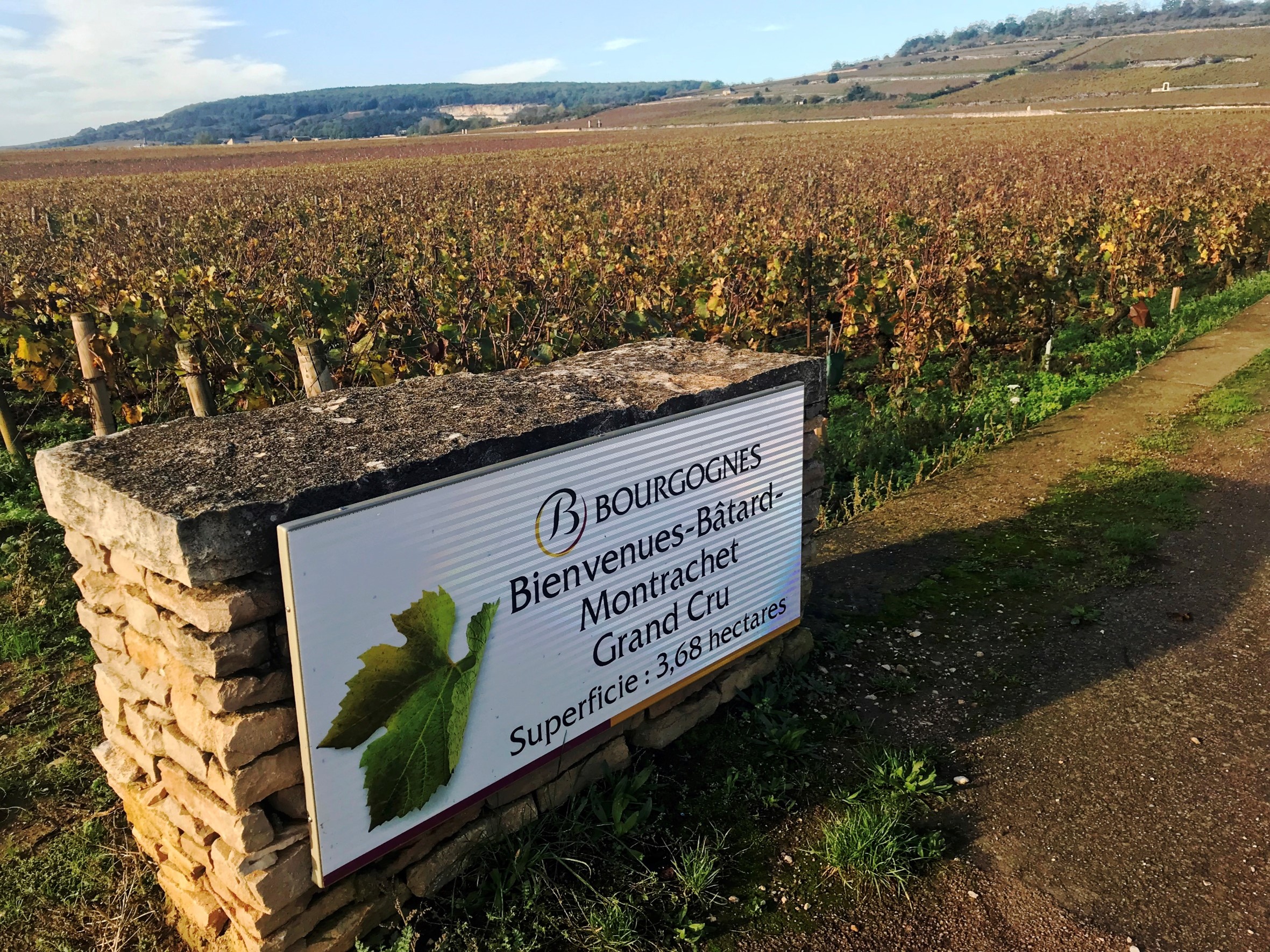 Et skilt med navnet til vingården Montrachet henger på et steingjerde med vinmark i bakgrunnen, foto