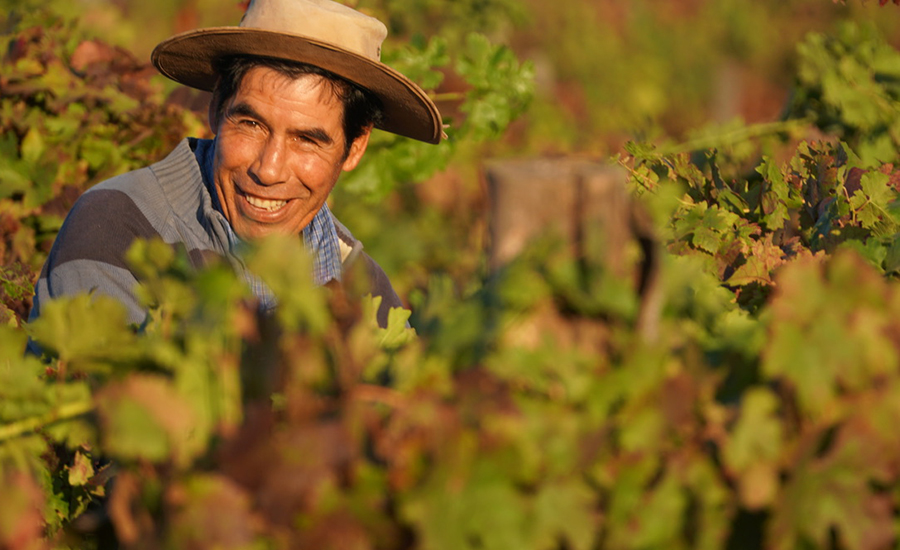 Viner fra Itata – der eldgammel vinkultur har en spennende framtid
