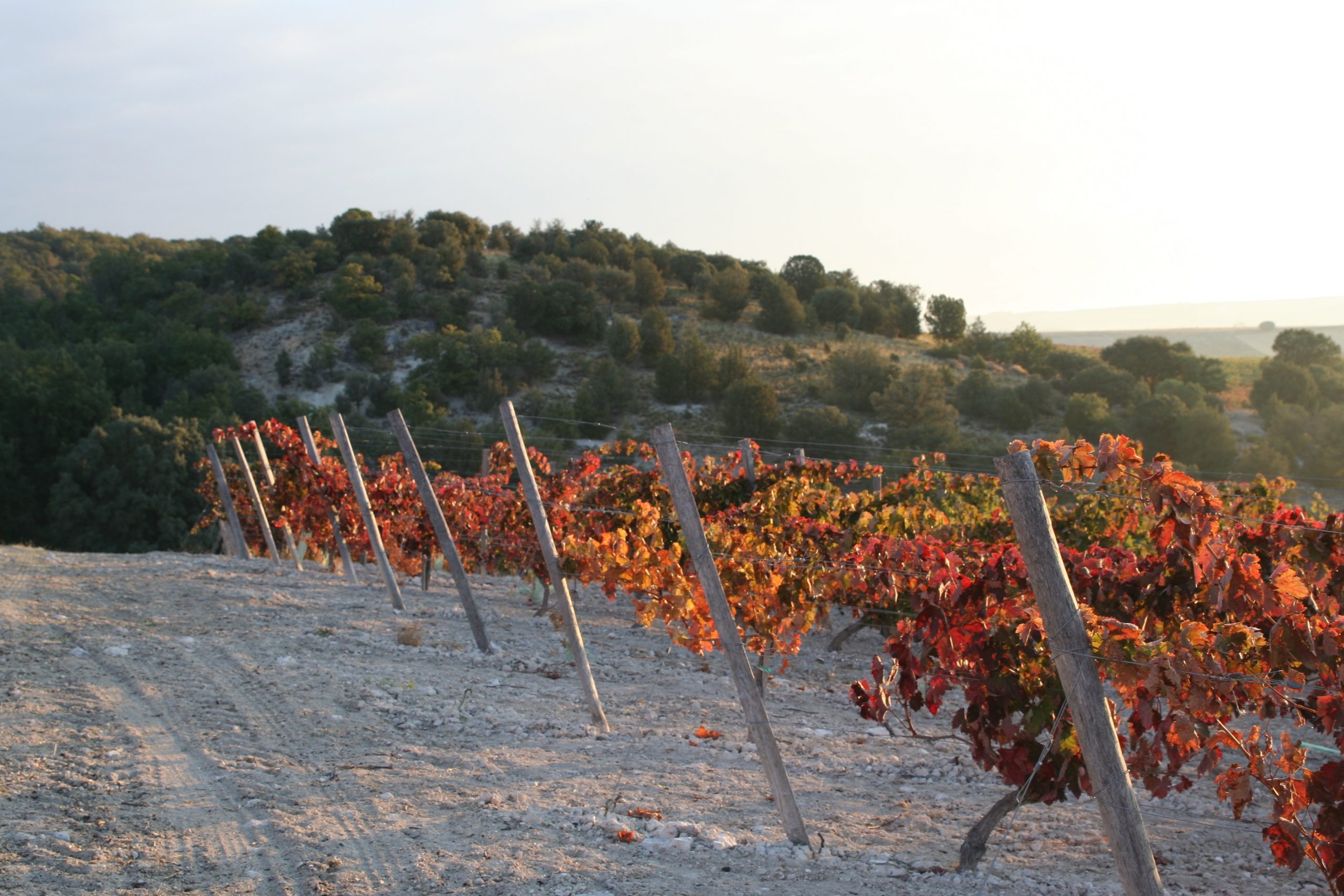 Bildet viser vinmark i Ribera del Duoro