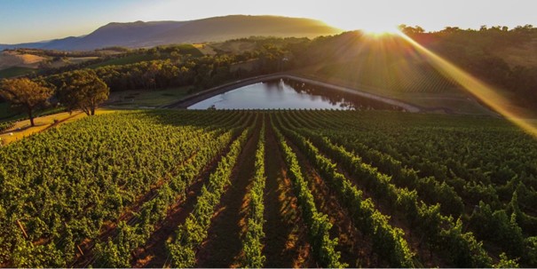 Landskap i Yarra Valley med vinranker og åser